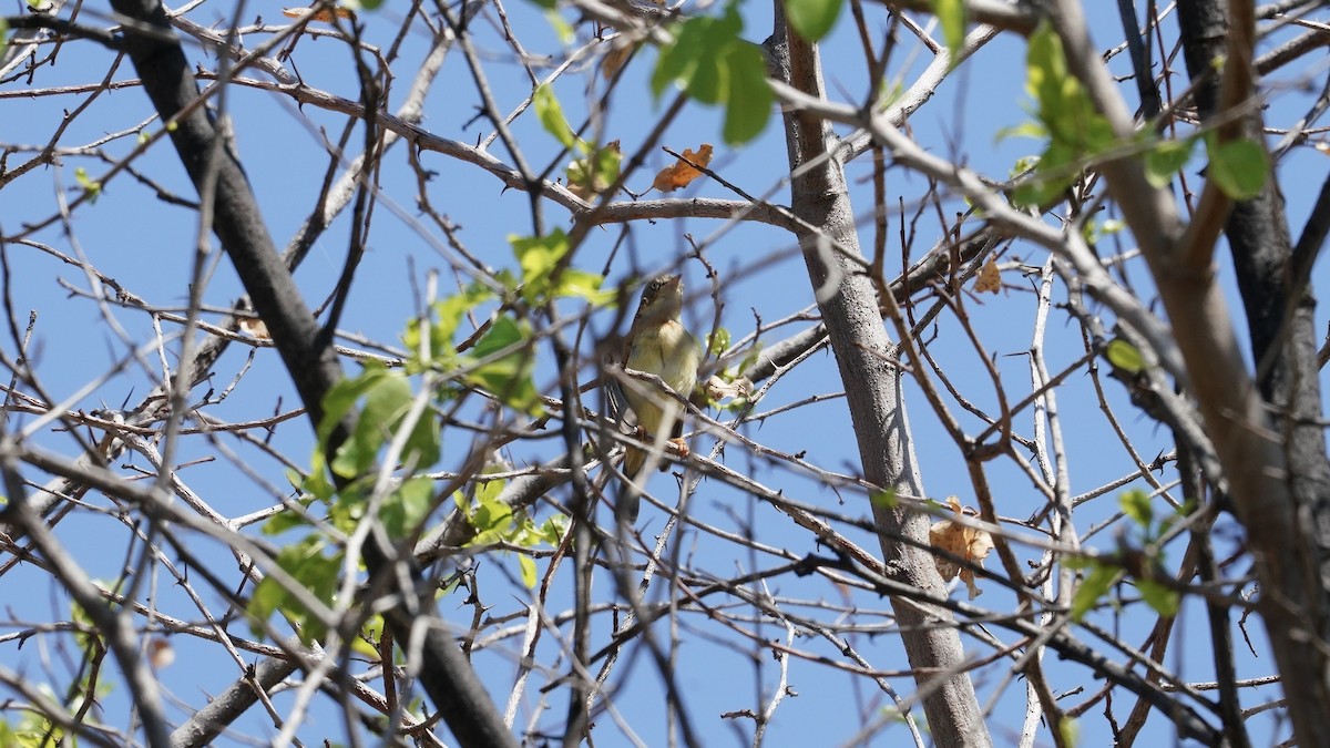 Burnt-neck Eremomela - ML643996563