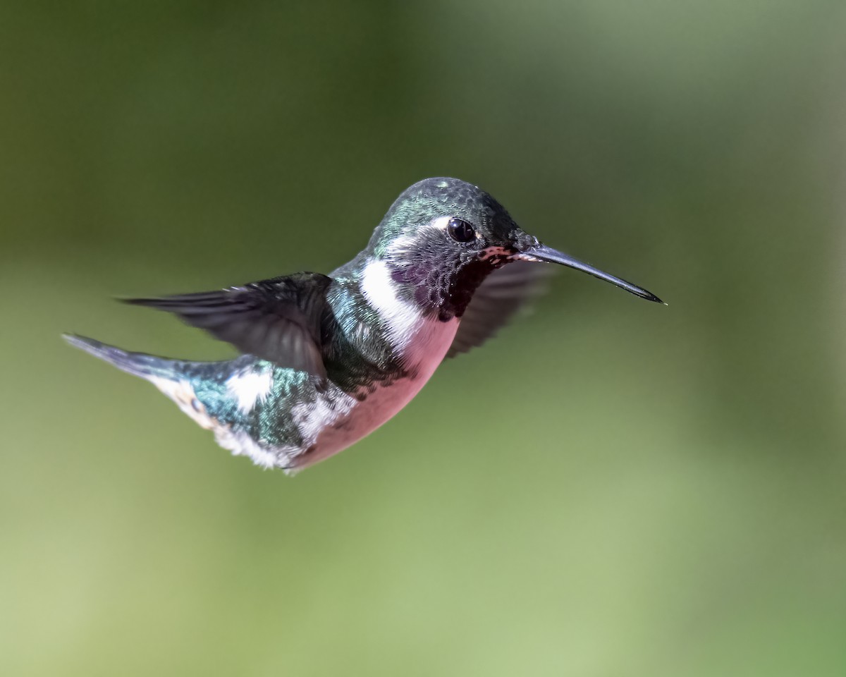 Colibrí de Mulsant - ML643996571