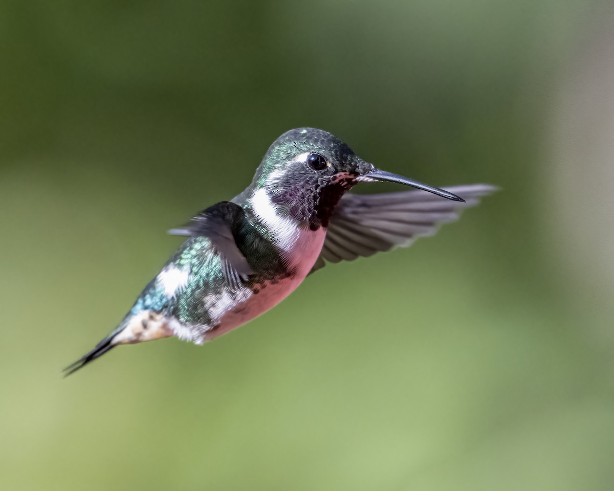 Colibrí de Mulsant - ML643996572