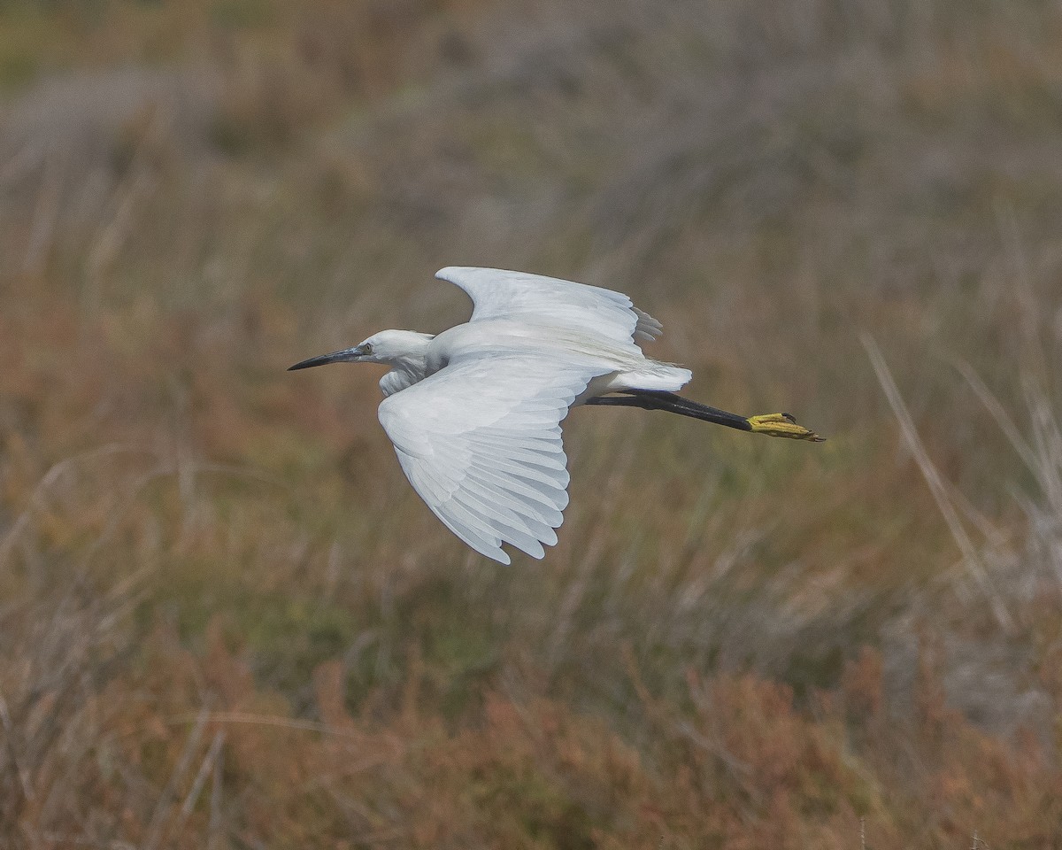 Little Egret - ML643996575