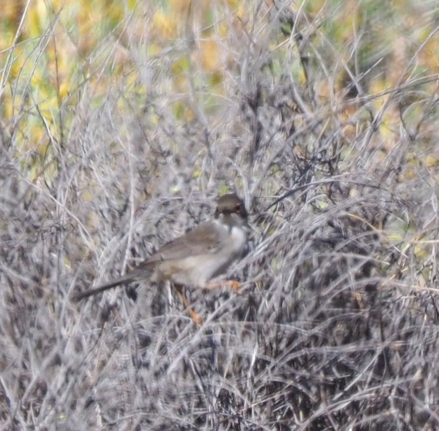 Sardinian Warbler - ML643996576