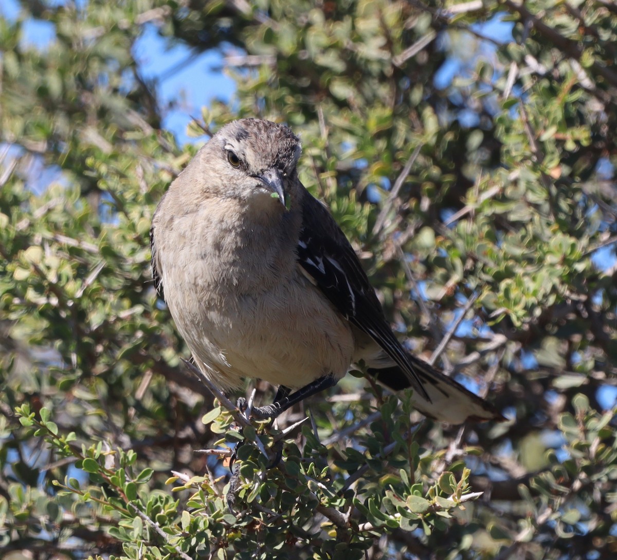 Patagonya Taklitçisi - ML643996581