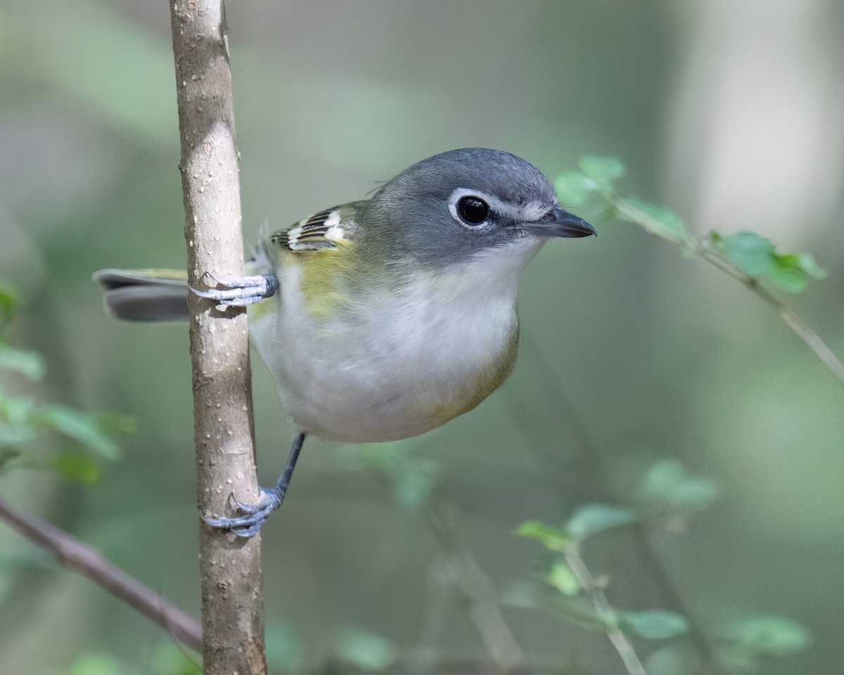 Graukopfvireo - ML643996591