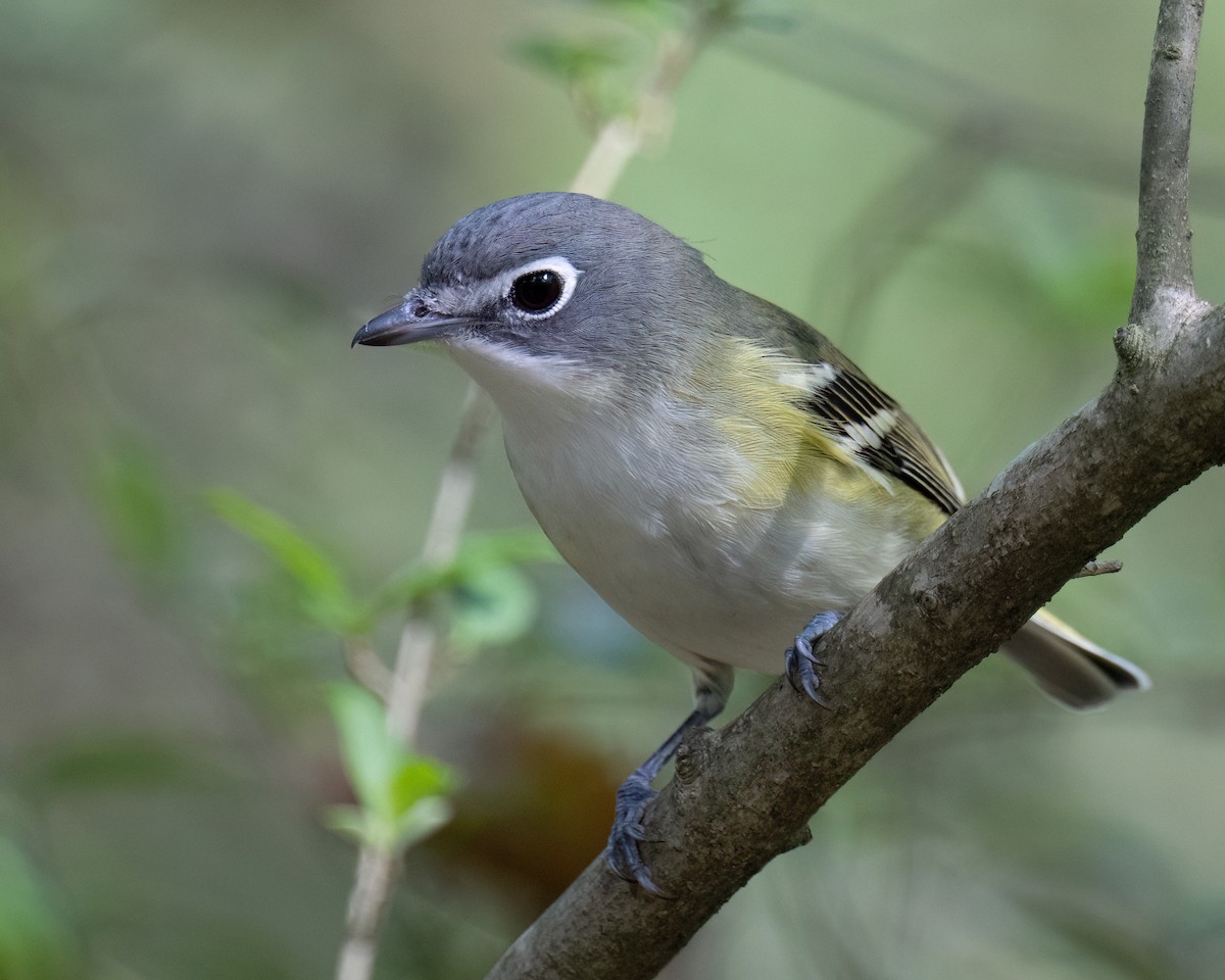 Graukopfvireo - ML643996592