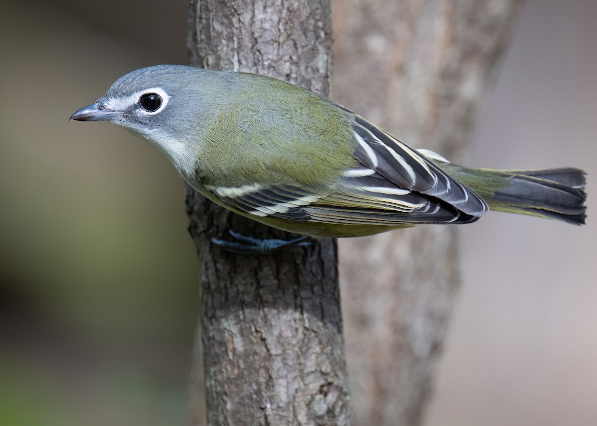 Graukopfvireo - ML643996593