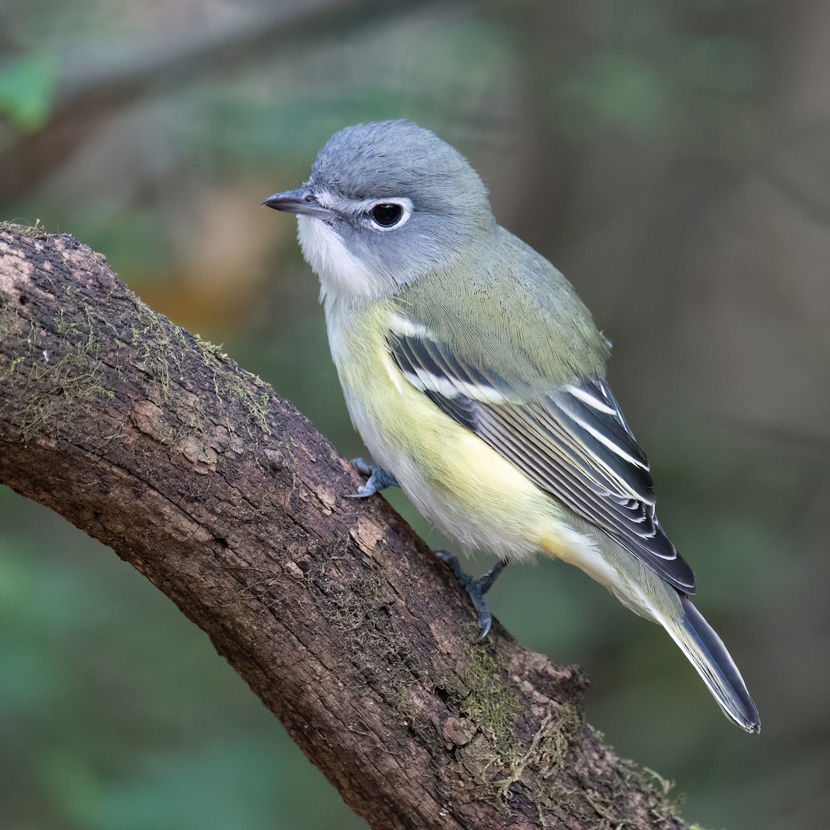 Graukopfvireo - ML643996594