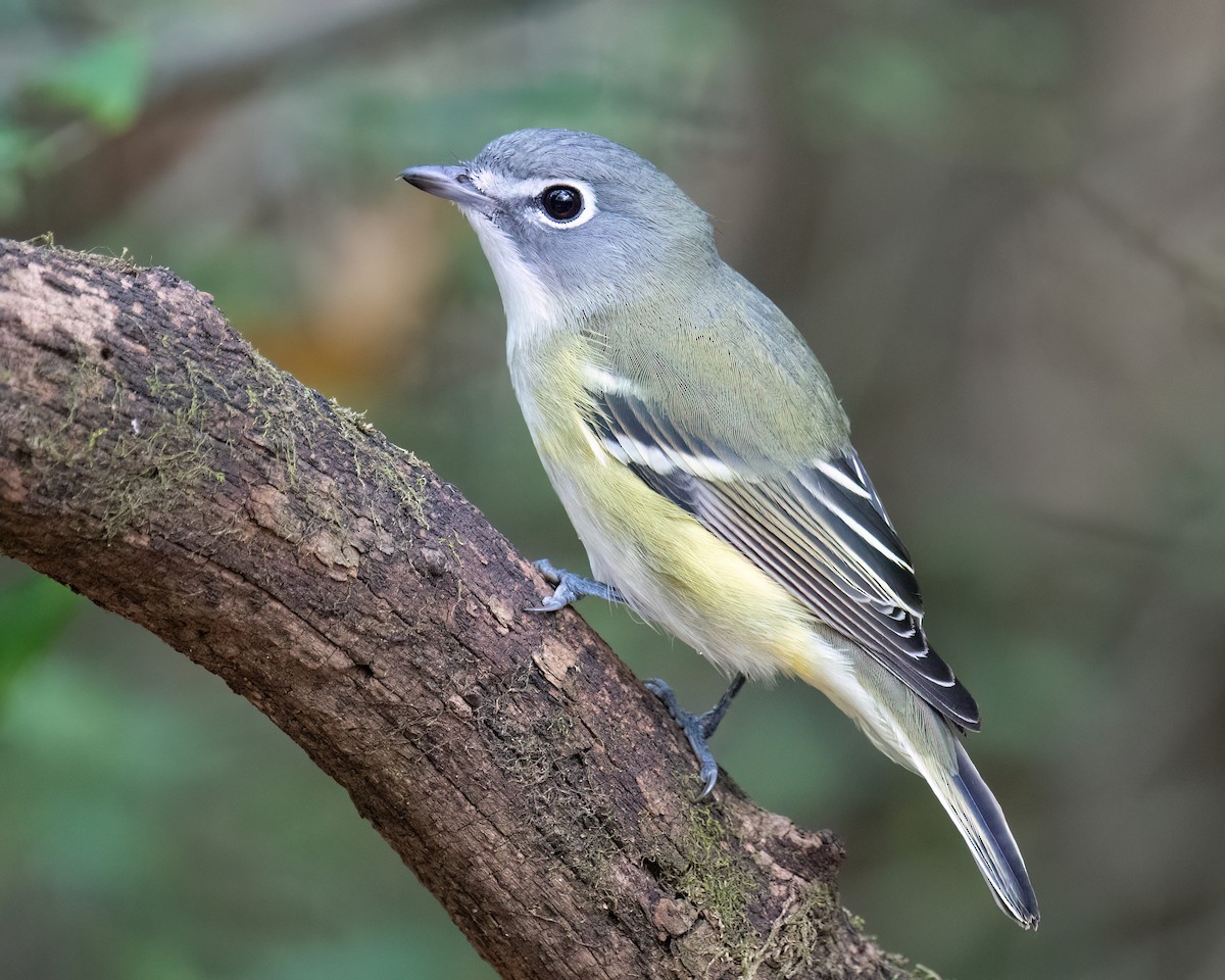 Graukopfvireo - ML643996595