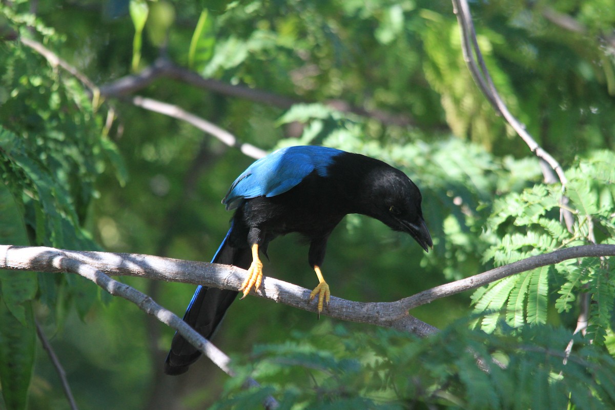 Yucatan Jay - ML643996608
