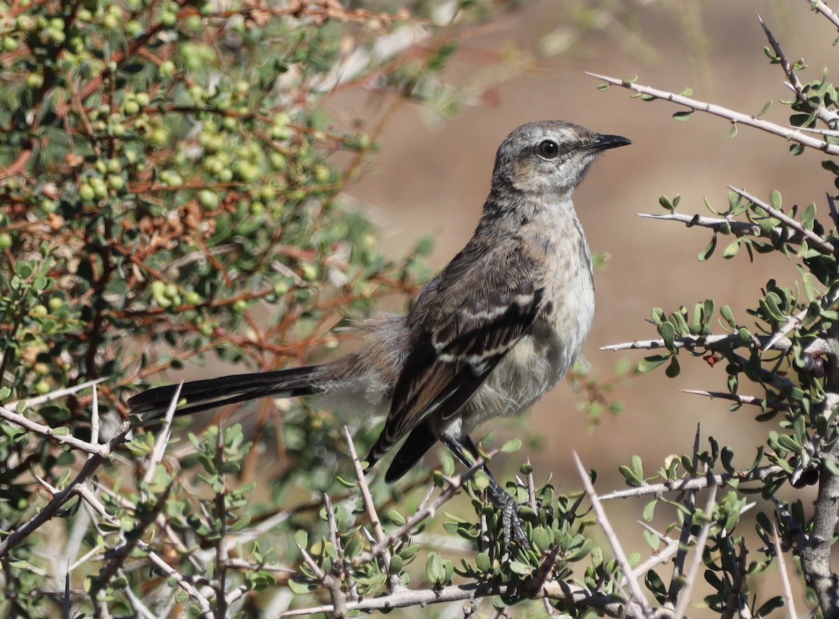 Patagonya Taklitçisi - ML643996614