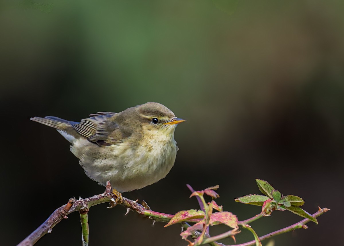 歐亞柳鶯 - ML643996625