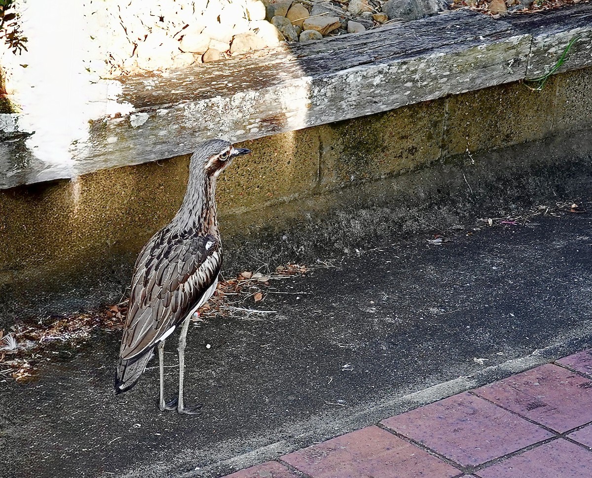 Bush Thick-knee - ML643996626