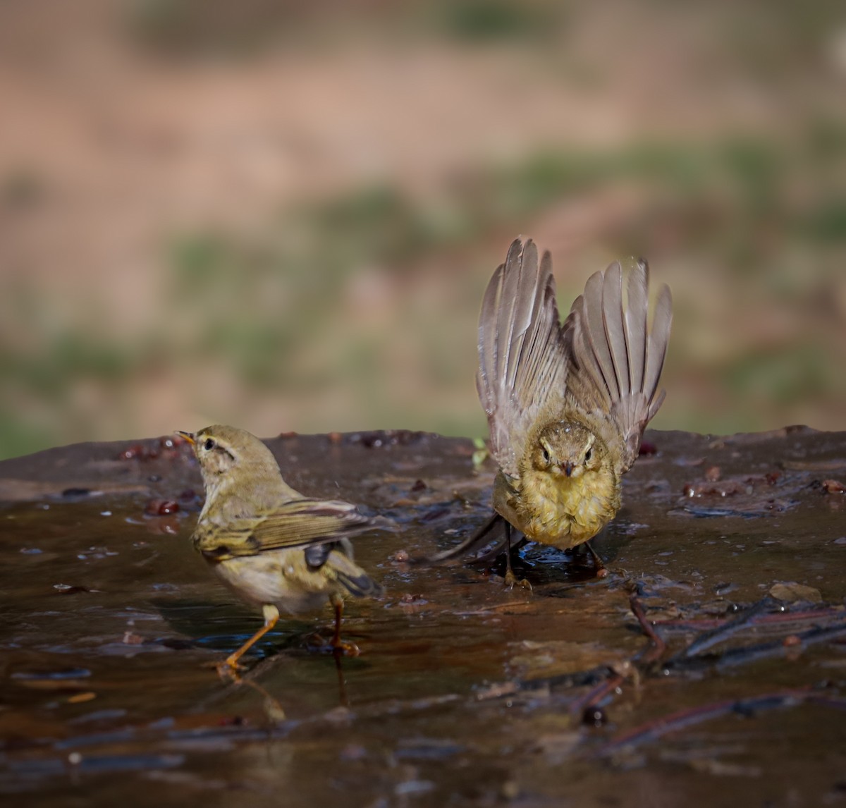 歐亞柳鶯 - ML643996627