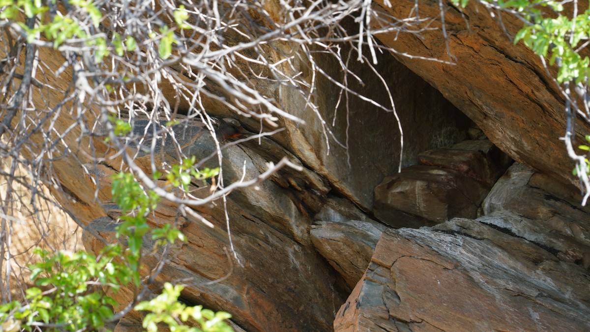 Rockrunner - ML643996633