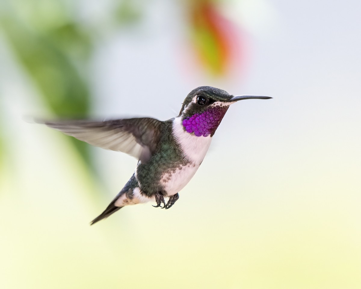 Colibrí de Mulsant - ML643996671