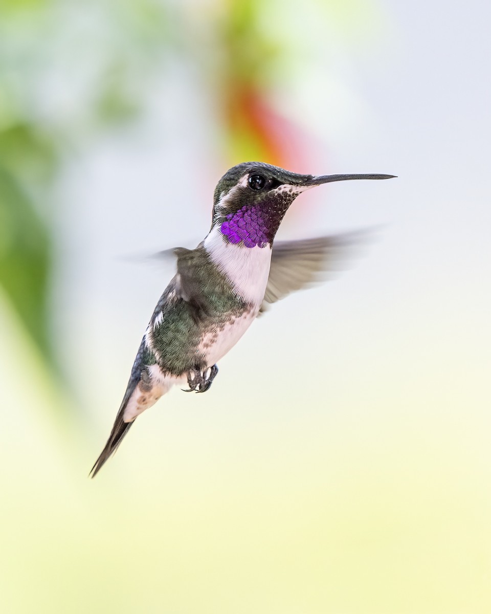 Colibrí de Mulsant - ML643996672