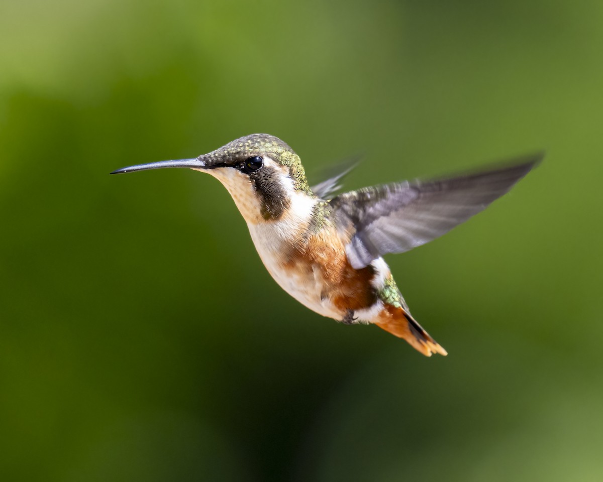 Colibrí de Mulsant - ML643996673