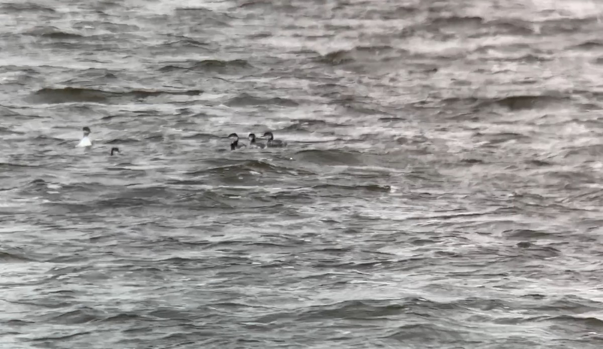 Horned Grebe - ML643996685