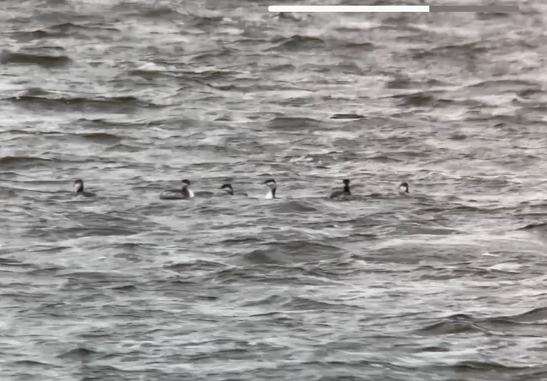 Horned Grebe - ML643996686