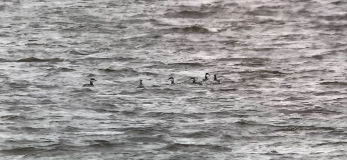 Horned Grebe - ML643996689