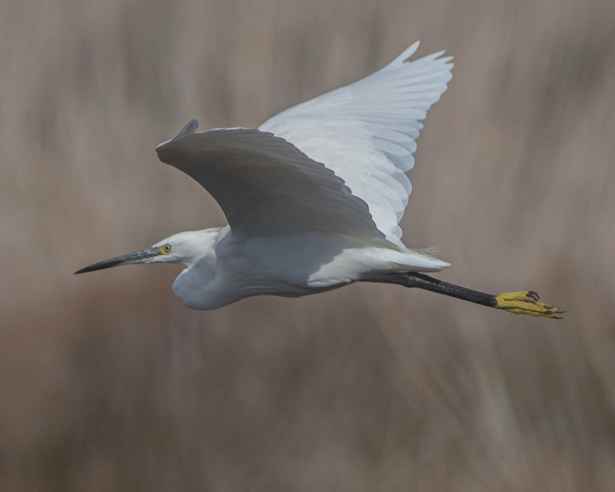 Little Egret - ML643996697