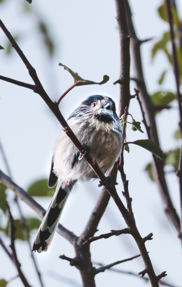 Long-tailed Tit - ML643996709