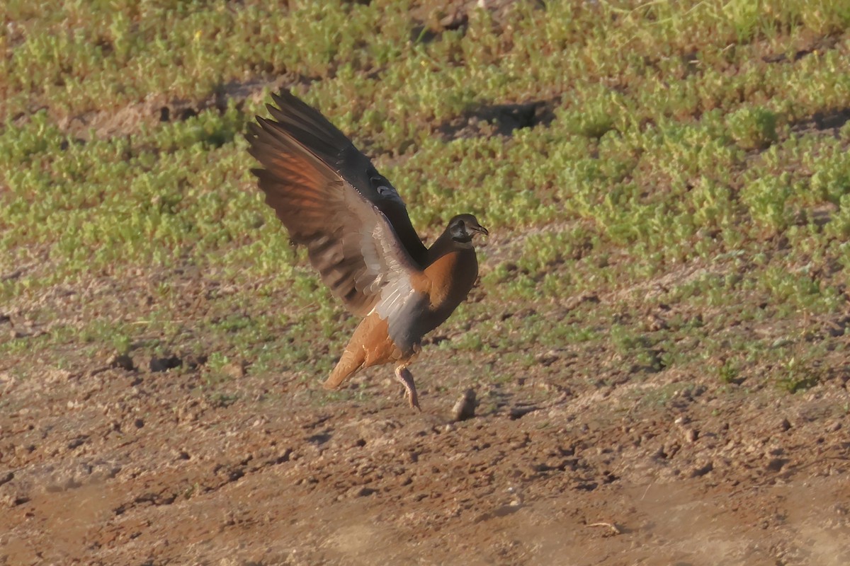 Flock Bronzewing - ML643996710