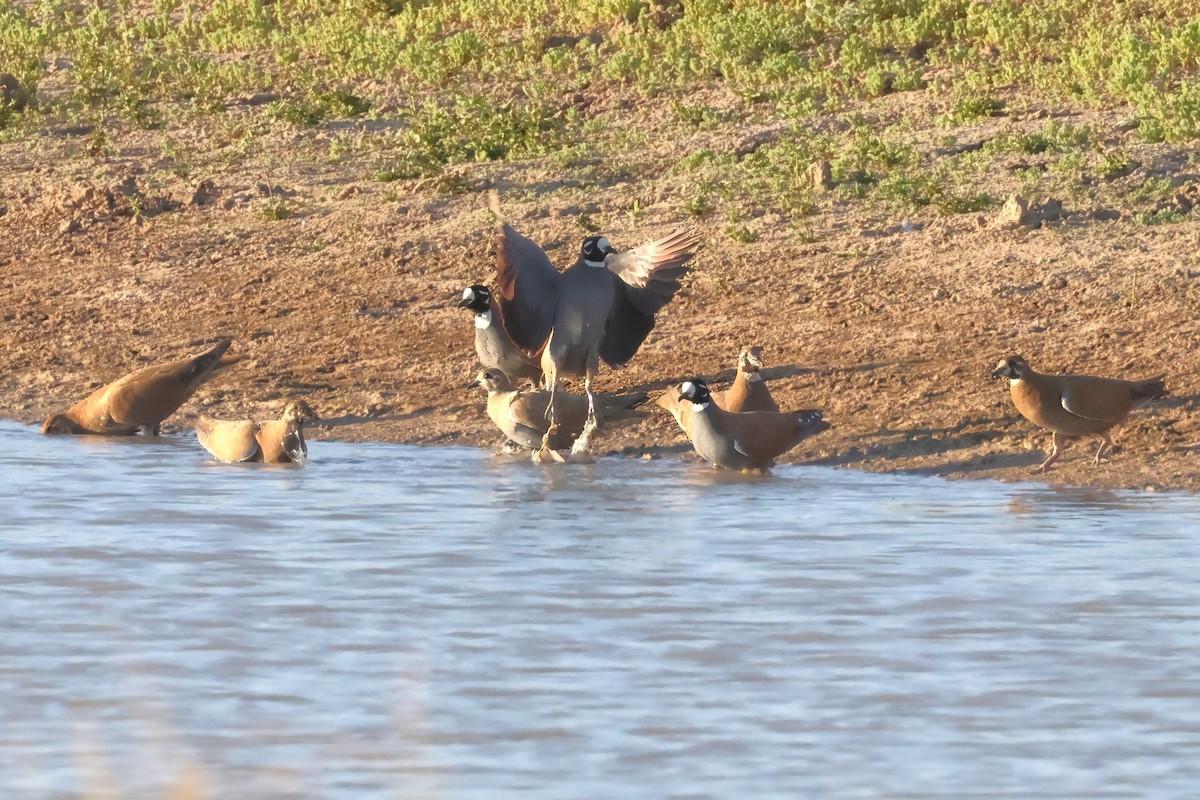 Flock Bronzewing - ML643996711