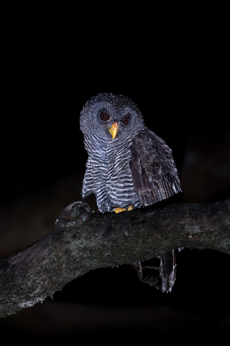 クロオビヒナフクロウ - ML643996714