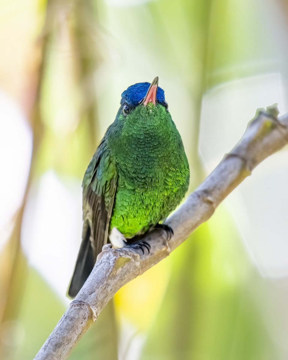 Indigo-capped Hummingbird - ML643996715