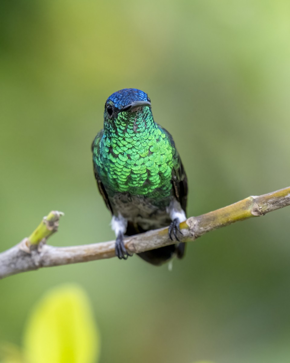 Indigo-capped Hummingbird - ML643996716