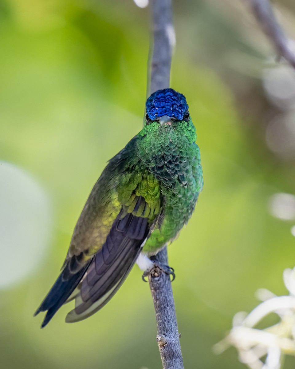 Indigo-capped Hummingbird - ML643996717