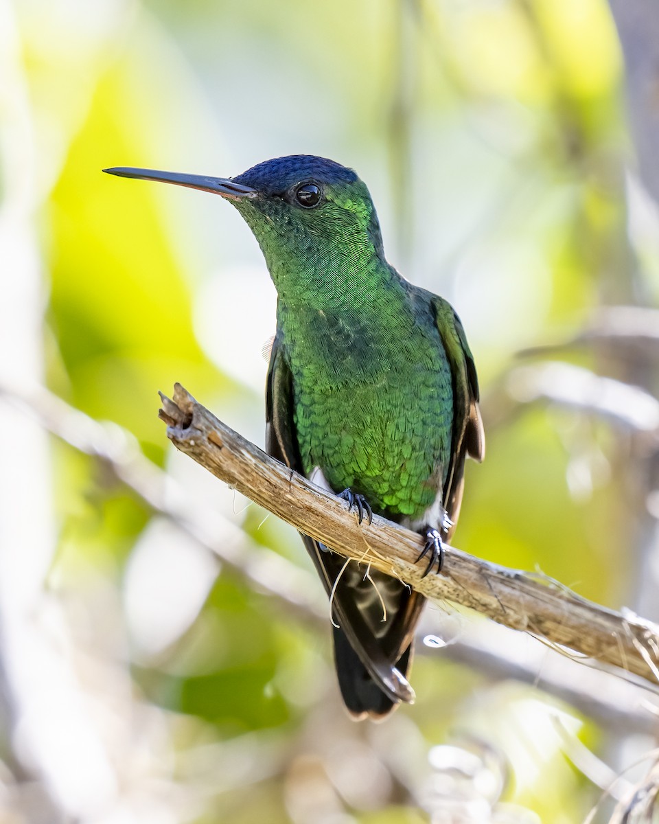 Indigo-capped Hummingbird - ML643996718