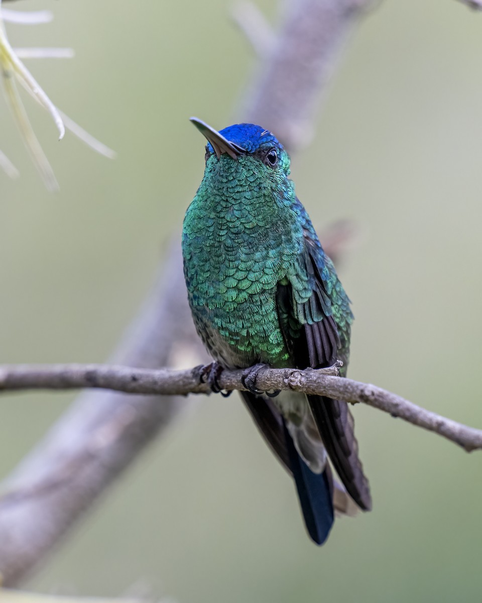 Indigo-capped Hummingbird - ML643996719