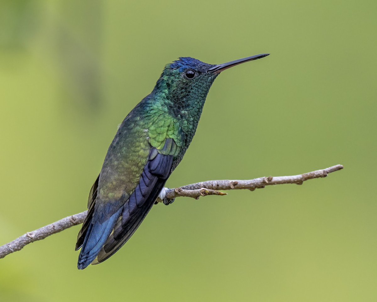 Indigo-capped Hummingbird - ML643996720