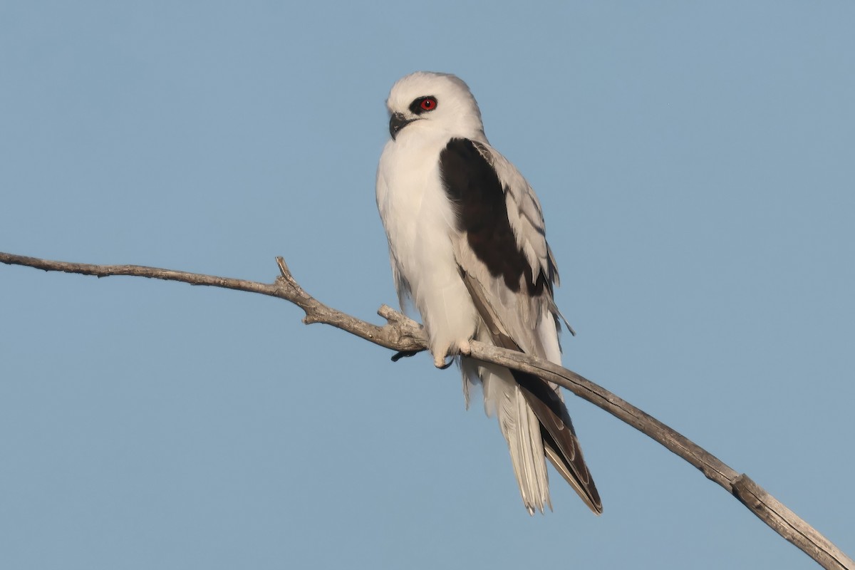 Elanio Escrito - ML643996743