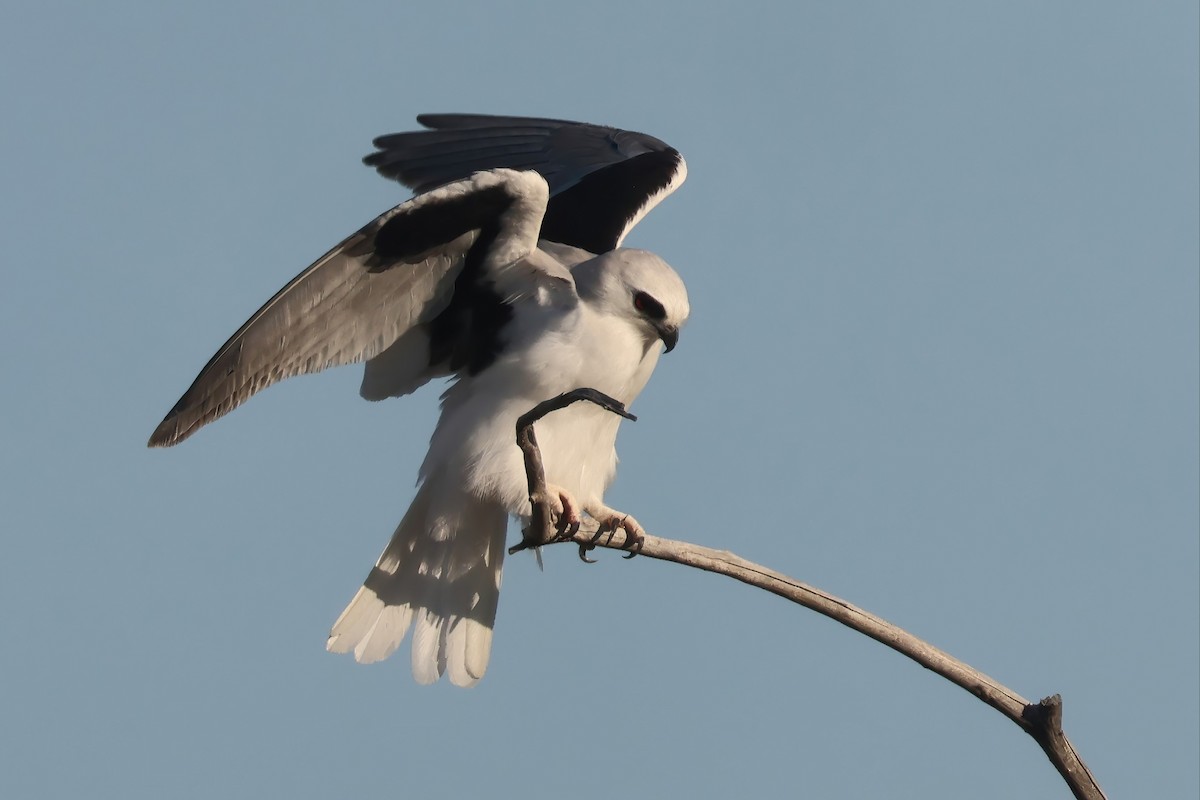 Elanio Escrito - ML643996744