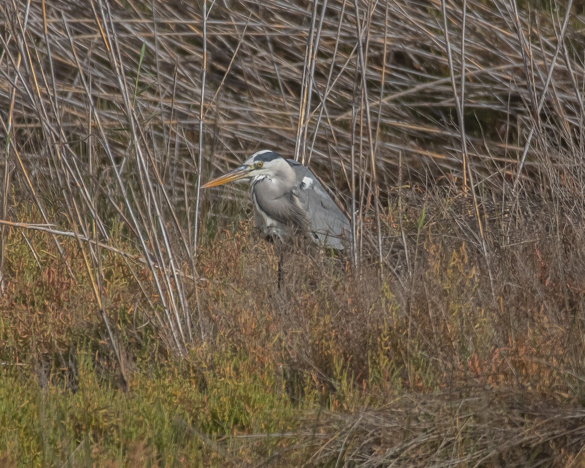 Gray Heron - ML643996745
