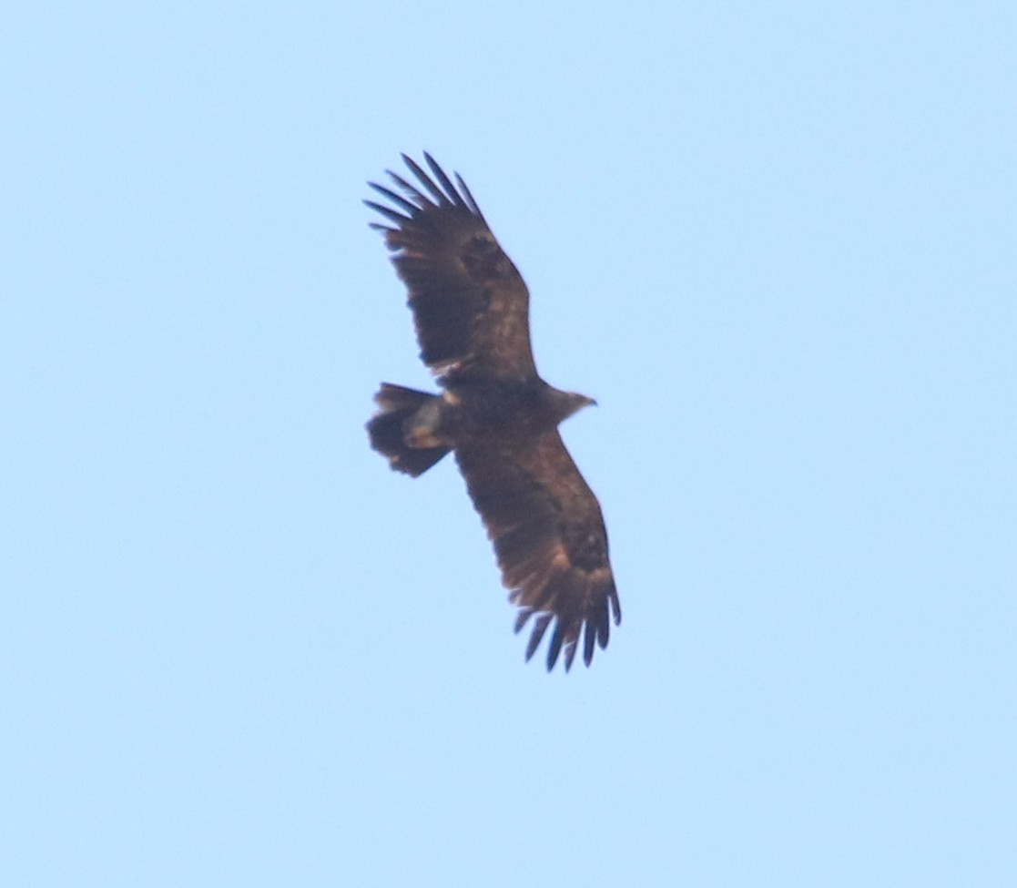 Aigle pomarin - ML643996751