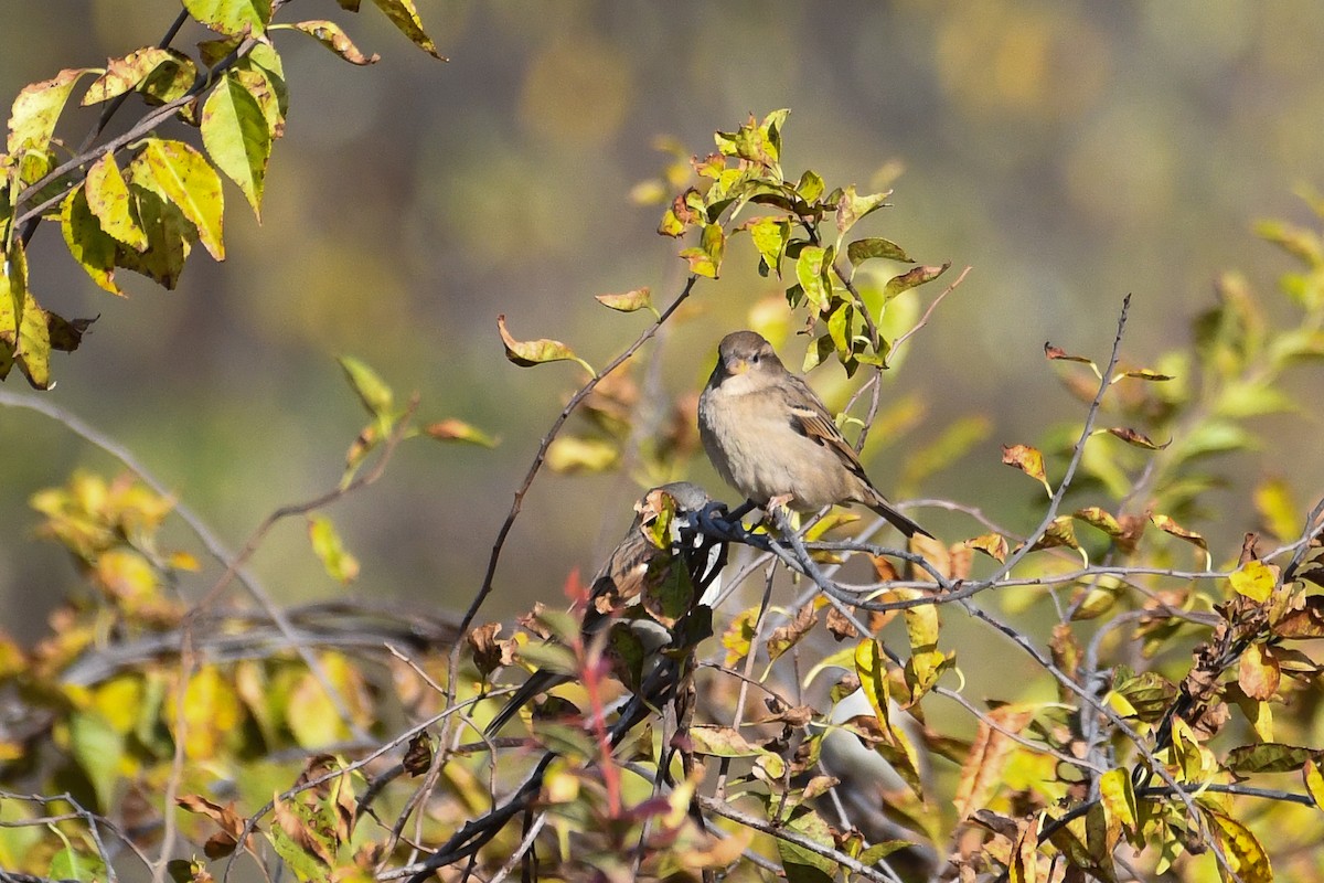 House Sparrow - ML643996756