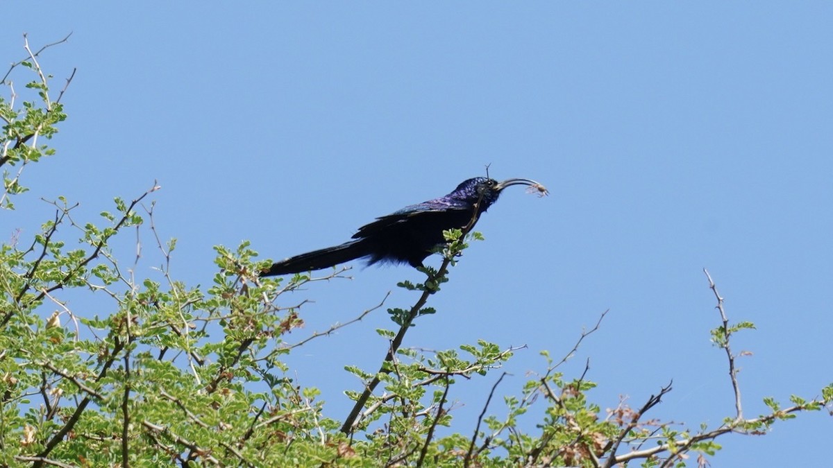 Common Scimitarbill - ML643996762