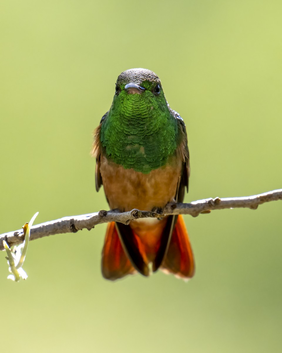 kastanjebukkolibri - ML643996776