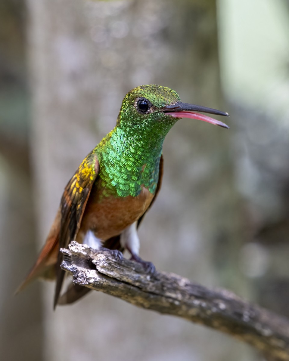 kastanjebukkolibri - ML643996777