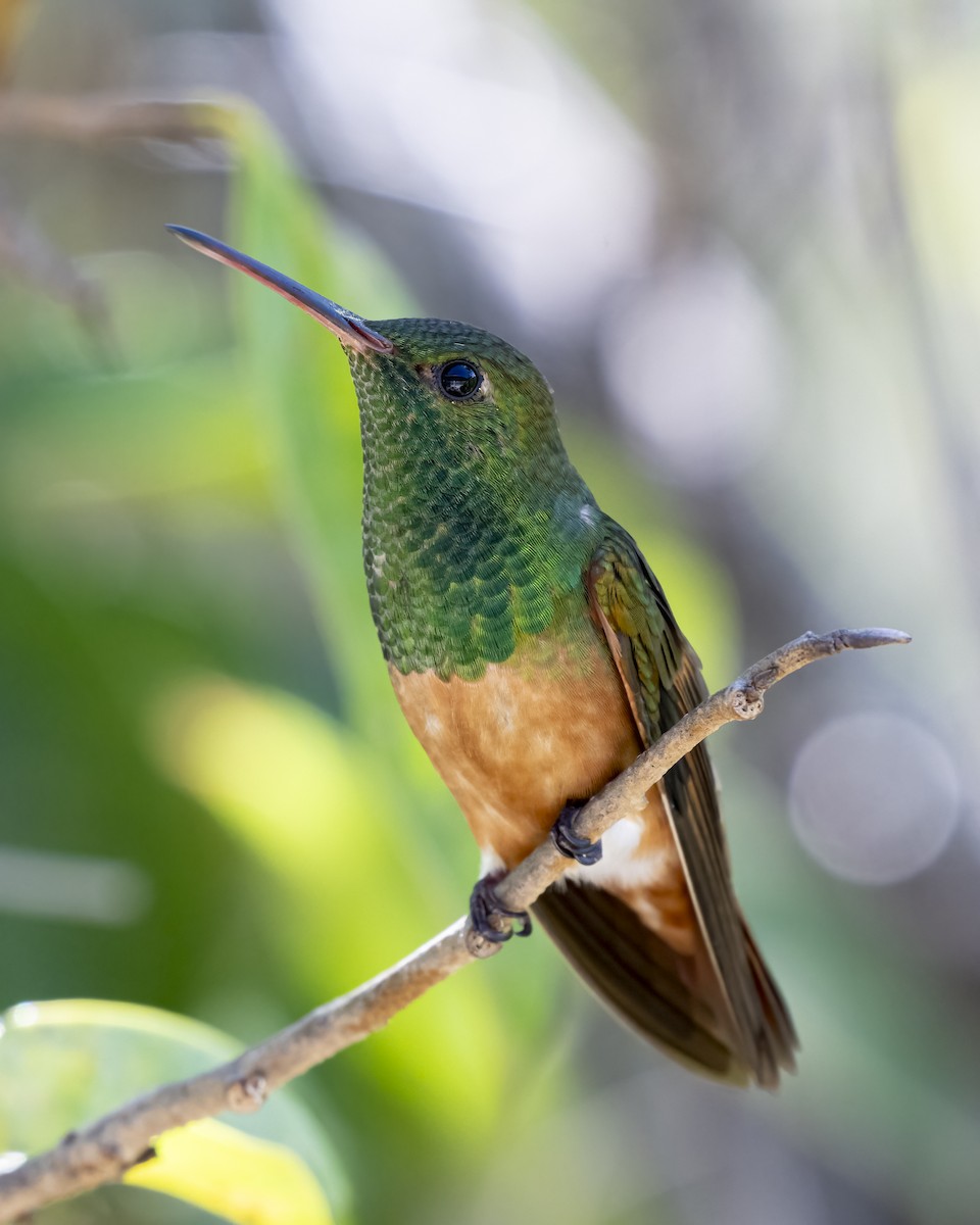 kastanjebukkolibri - ML643996778