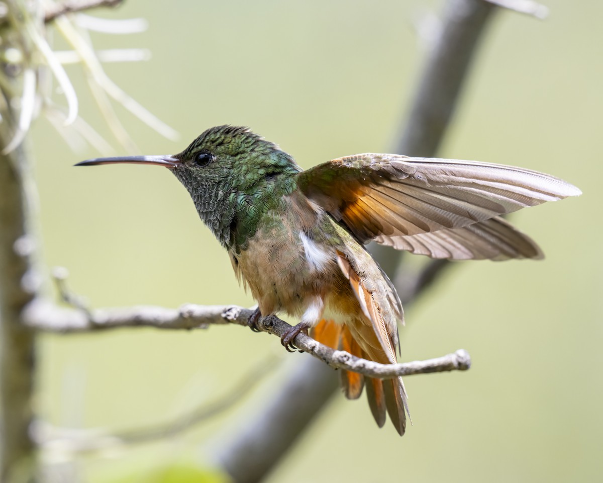 kastanjebukkolibri - ML643996781