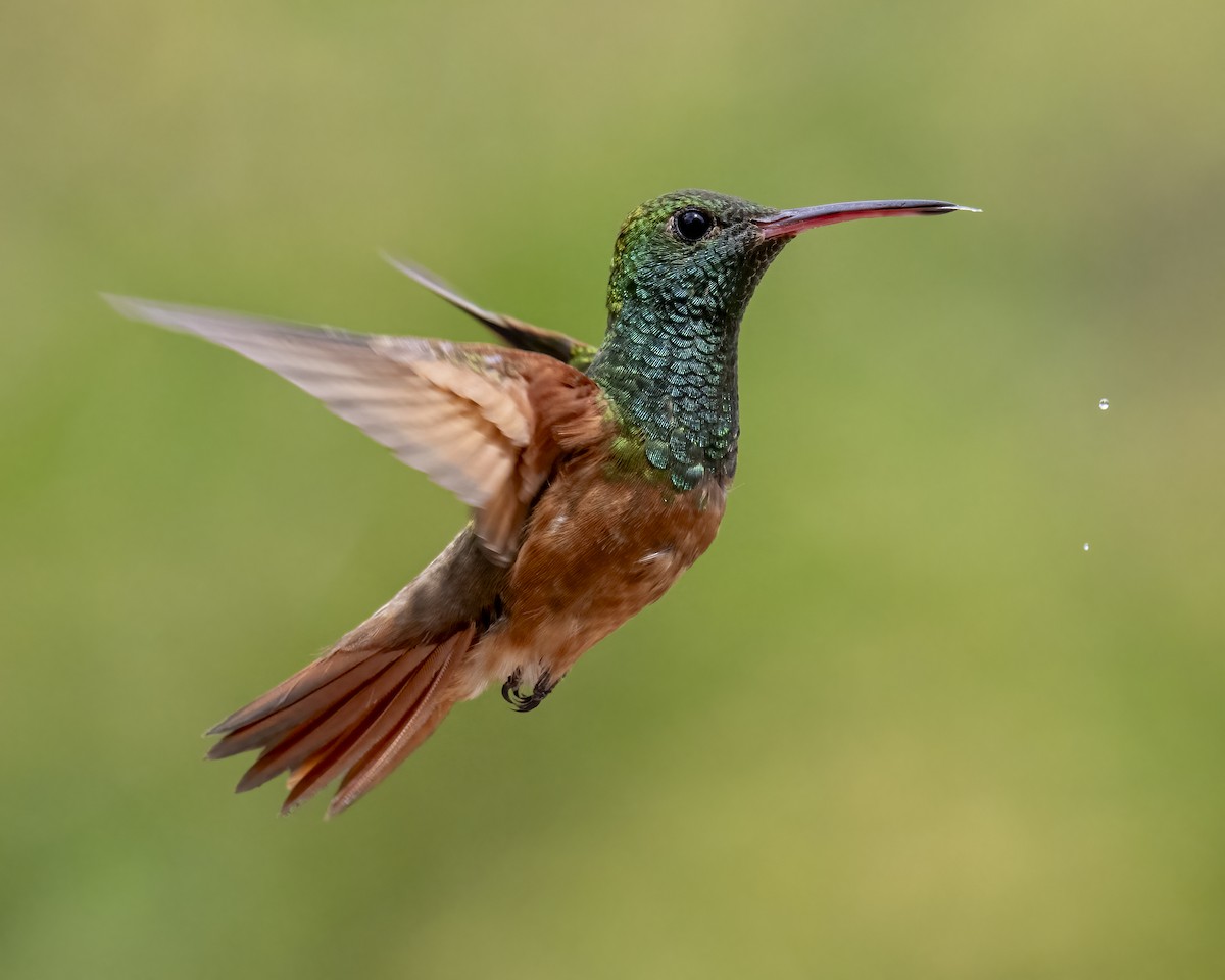 kastanjebukkolibri - ML643996782