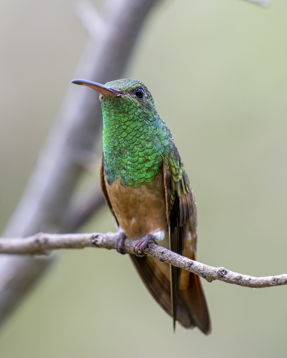 kastanjebukkolibri - ML643996783