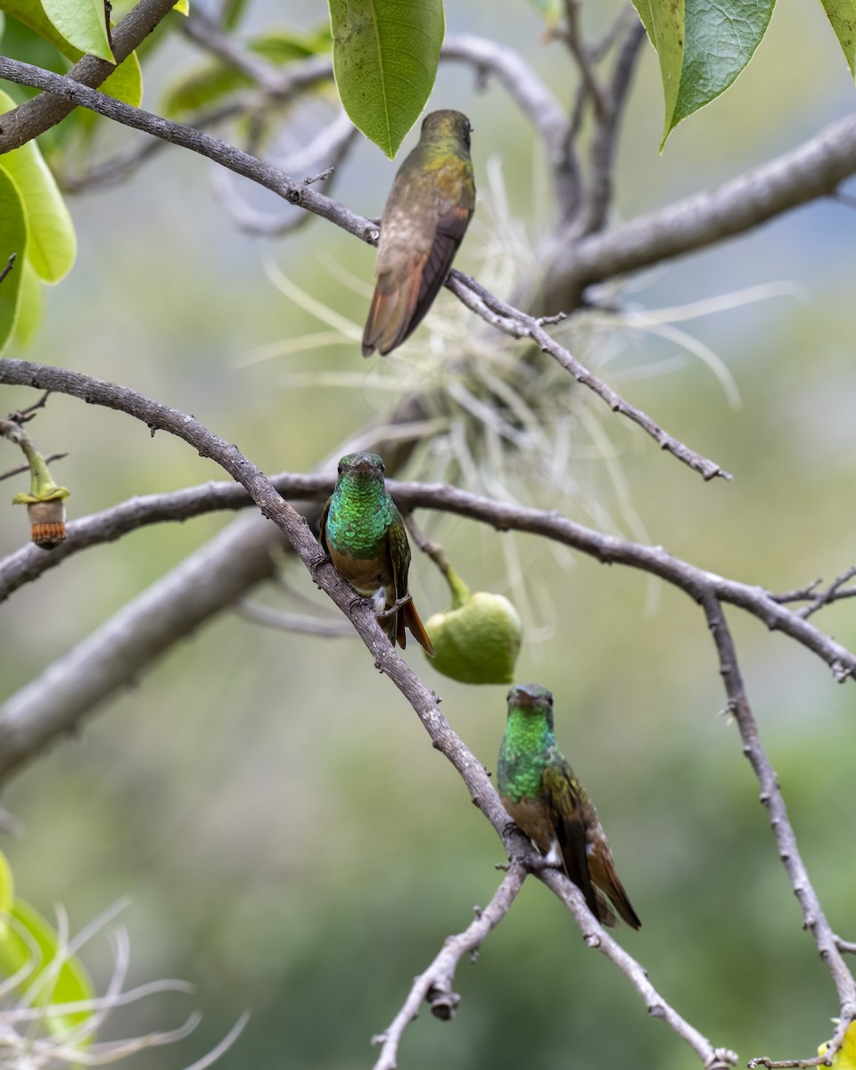 kastanjebukkolibri - ML643996784