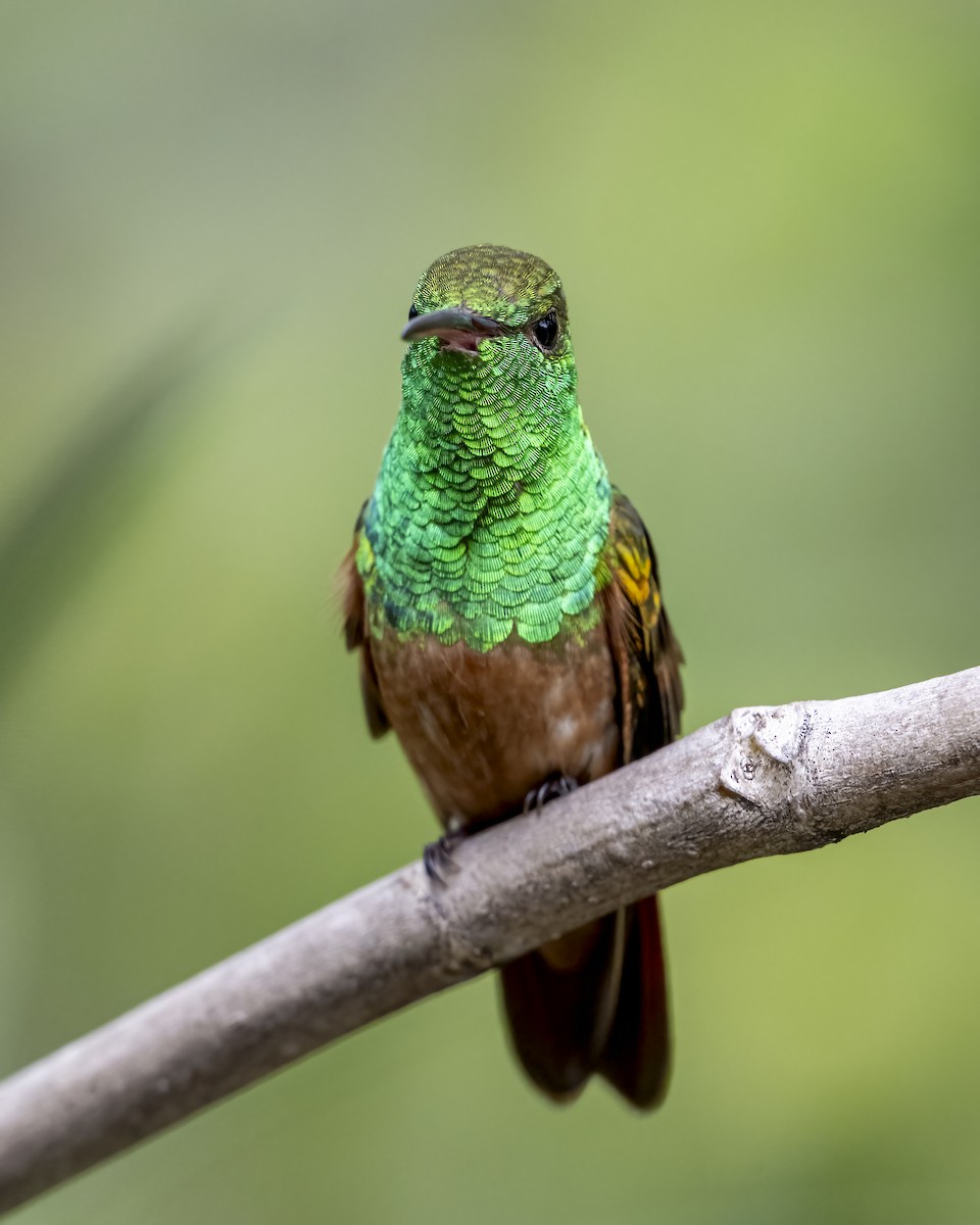 kastanjebukkolibri - ML643996785