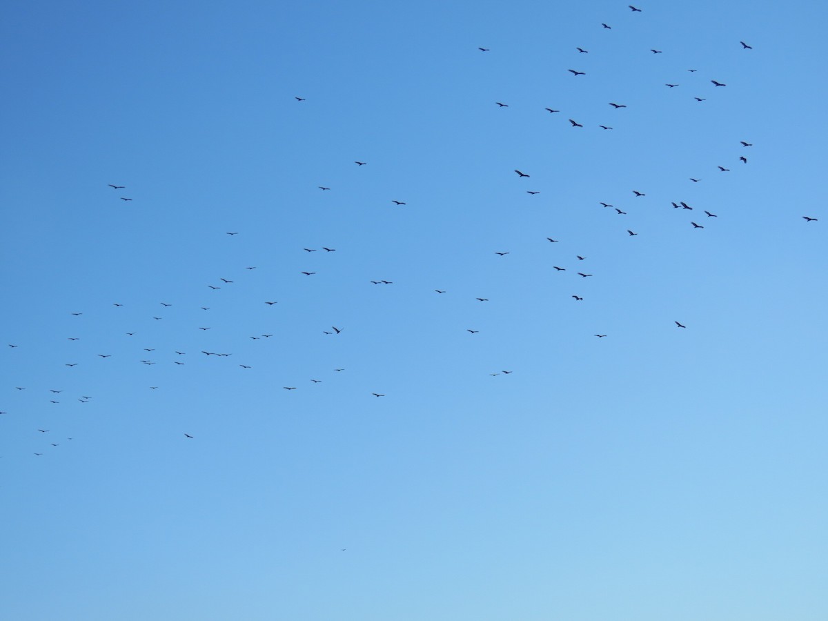 Turkey Vulture - ML643996787