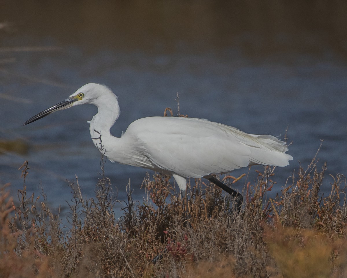 Little Egret - ML643996788